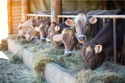 Cattle on hay field