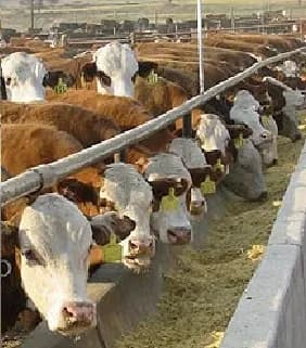 Cattle at feed bunk