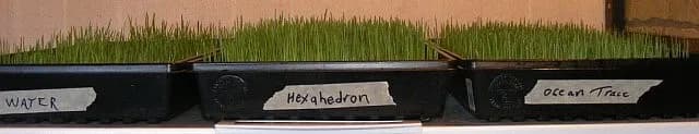 Wheat Grass Day 3