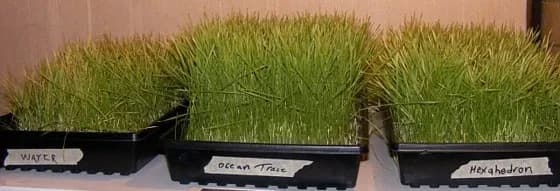 Wheat grass day 8 with structured water