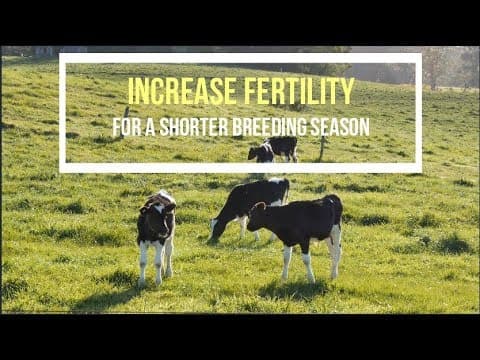 Increasing Cattle Fertility