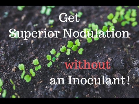 Superior Nodulation without an Inoculant